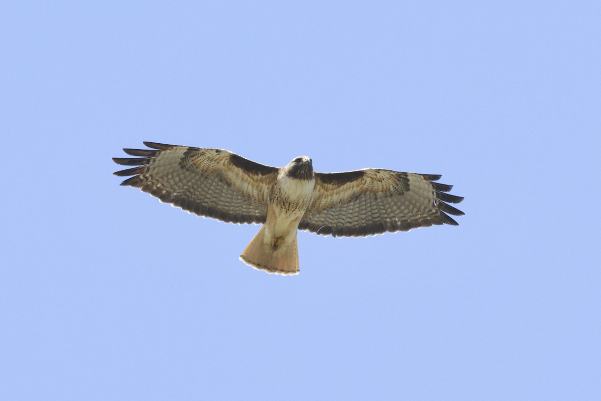 Red-tailed Hawk - ML619350776