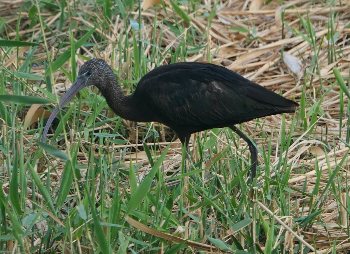 ibis hnědý - ML619350797