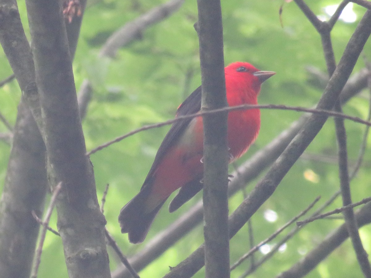 Scarlet Tanager - ML619350799