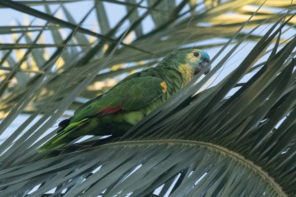 Turquoise-fronted Parrot - ML619350813