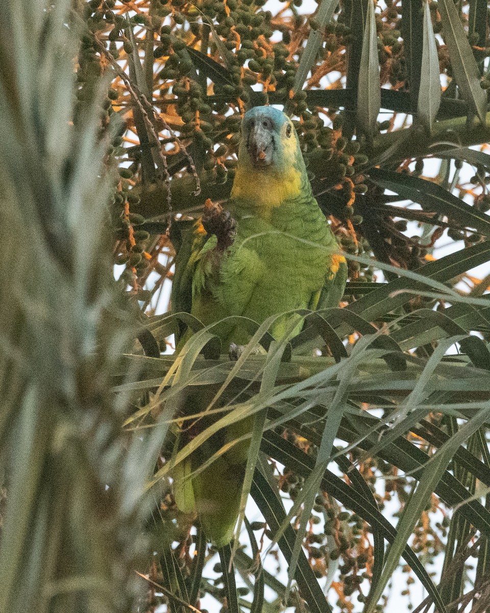 Turquoise-fronted Parrot - ML619350815