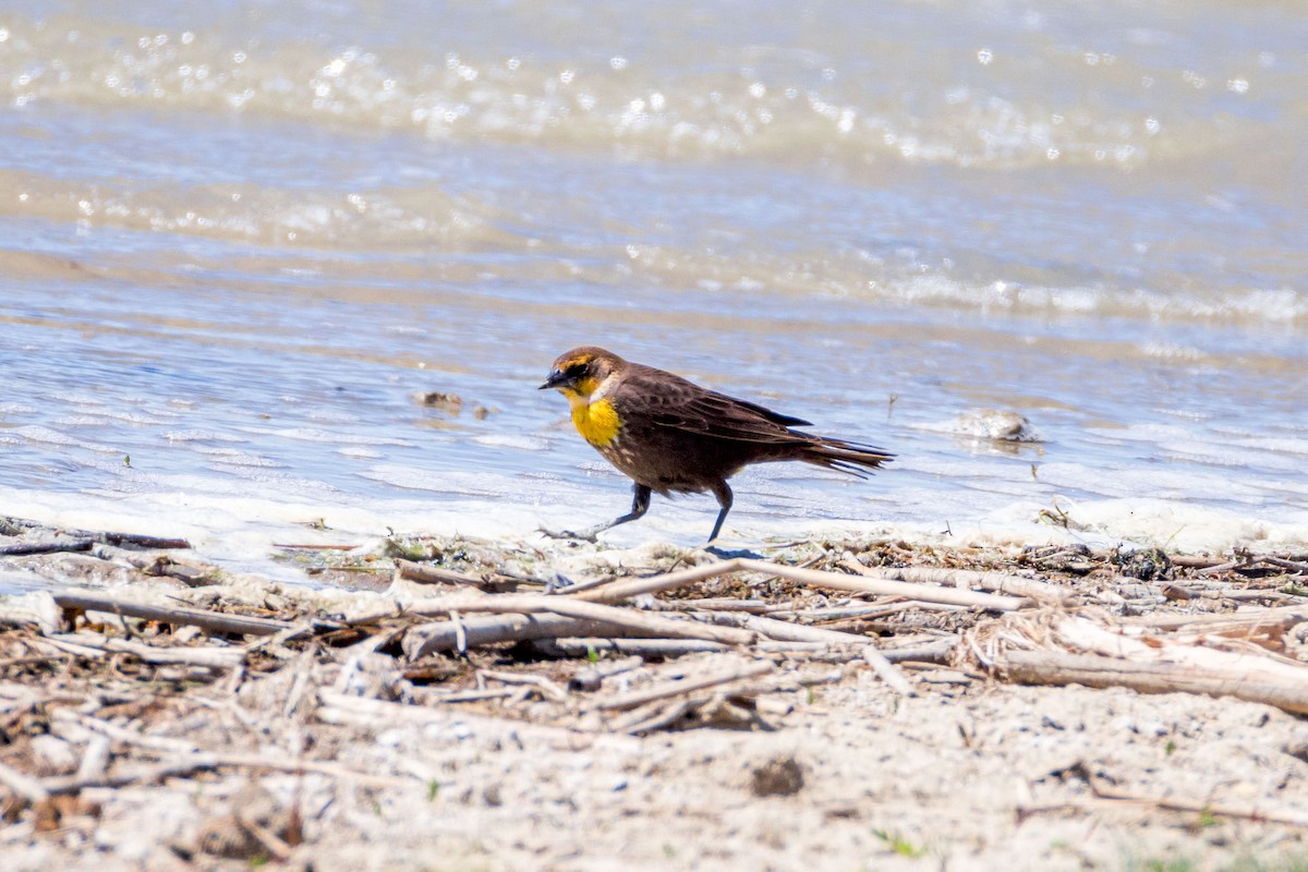 Yellow-headed Blackbird - ML619350895