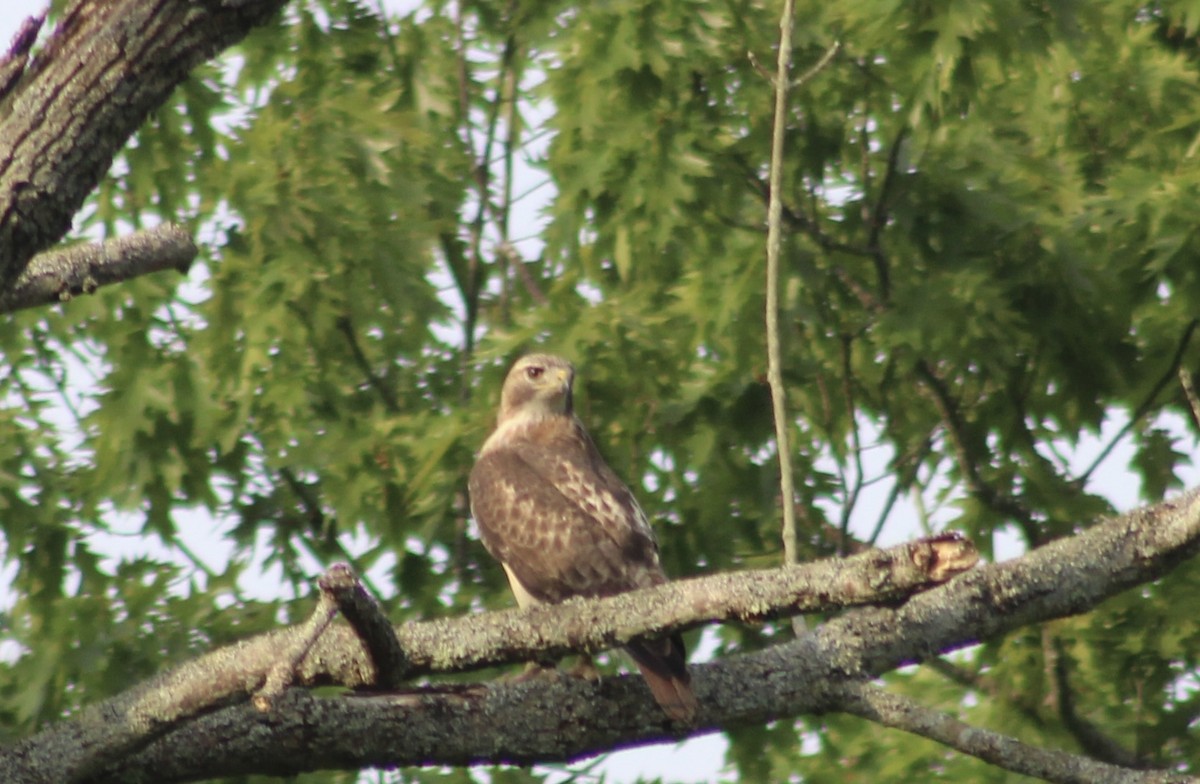 Red-tailed Hawk - ML619350898