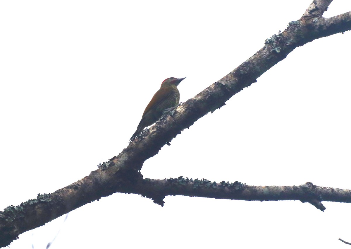 Golden-olive Woodpecker - ML619350961