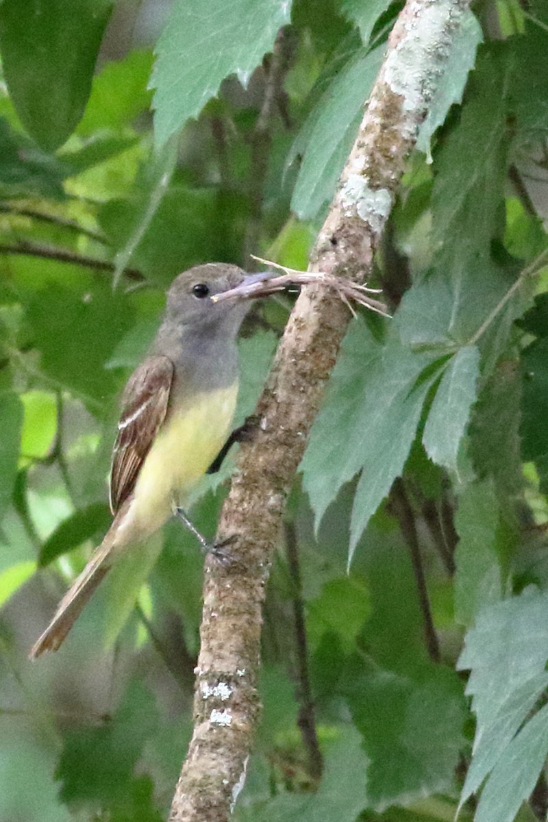 Great Crested Flycatcher - ML619350987