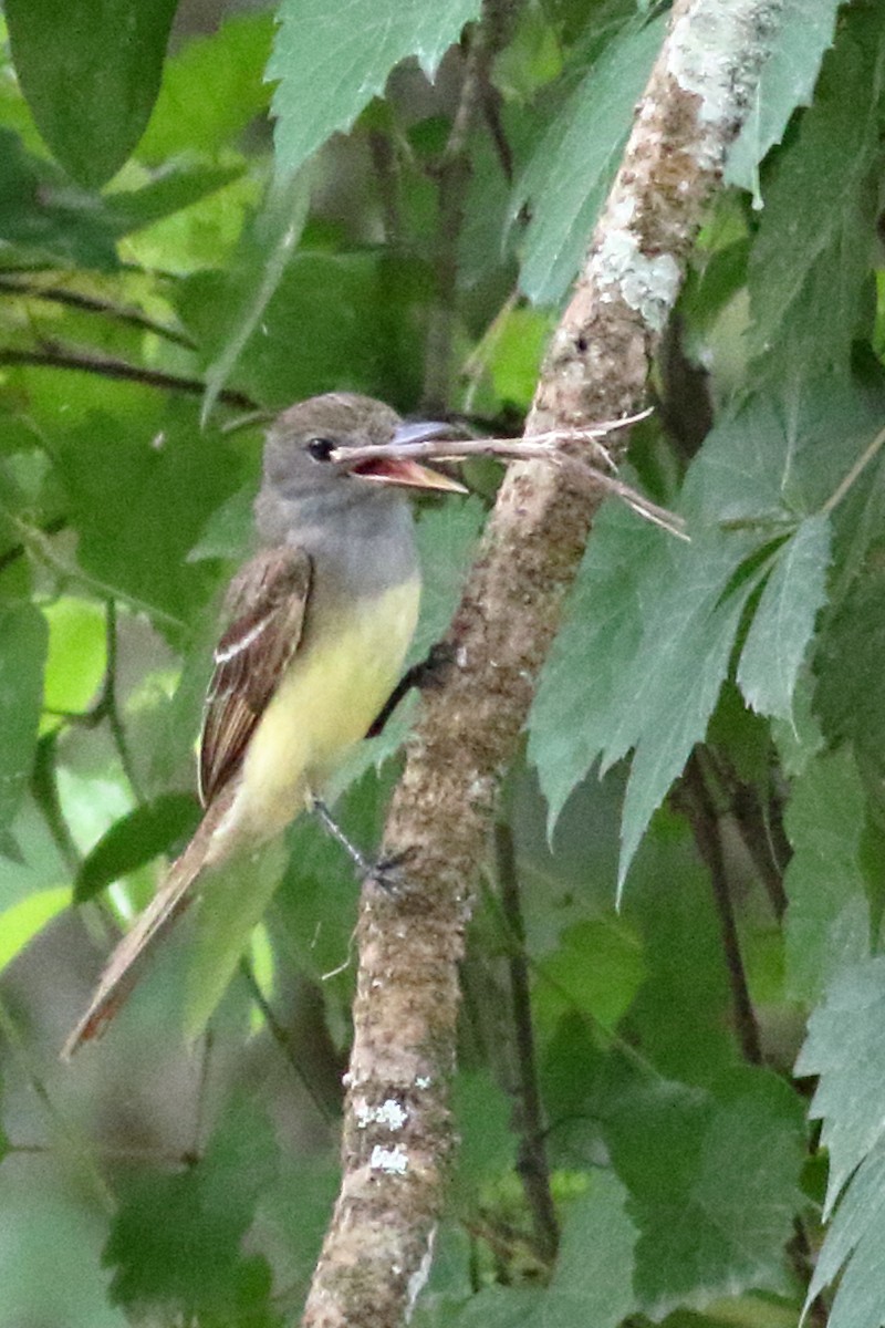 Great Crested Flycatcher - ML619350992