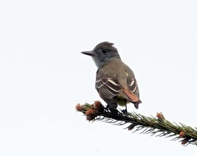 Great Crested Flycatcher - ML619351006