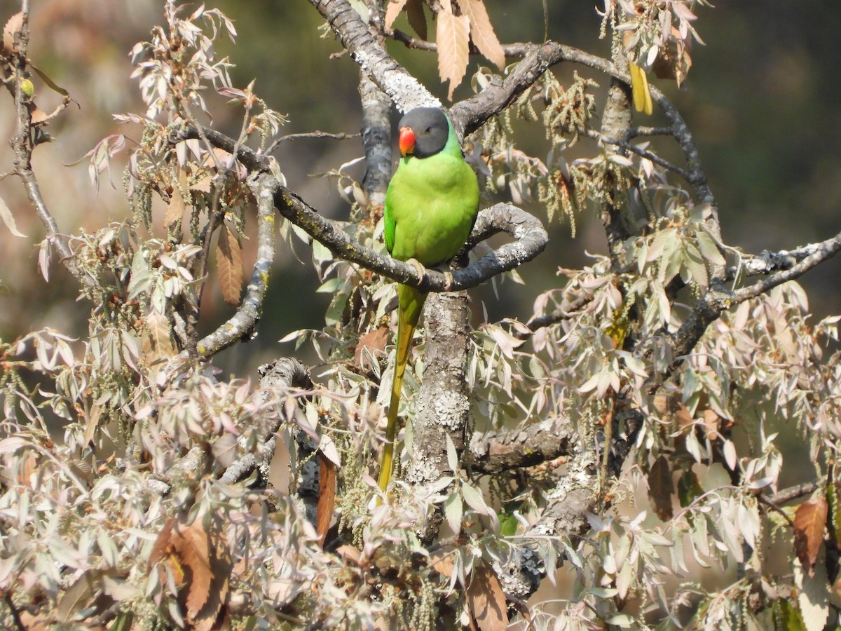 Himalaya Yeşil Papağanı - ML619351029