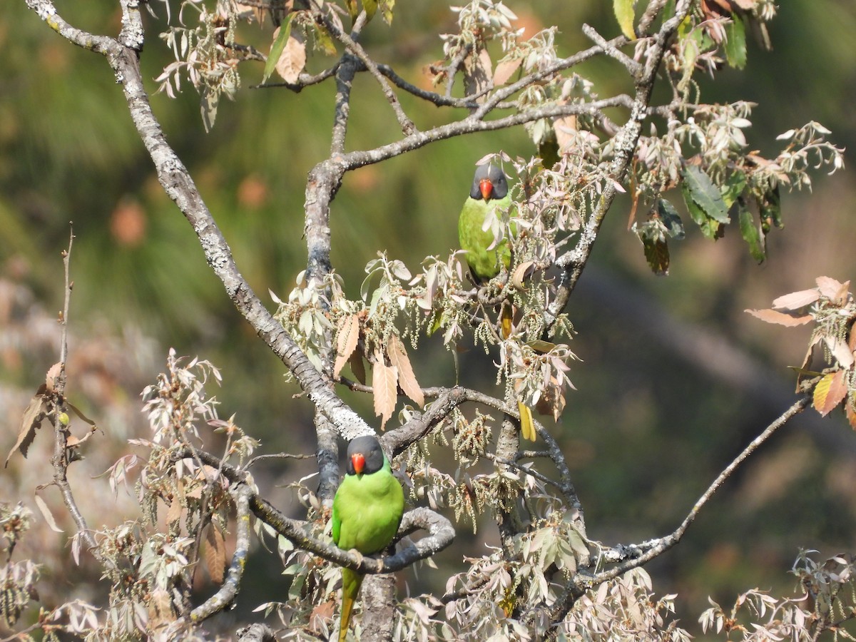 Himalaya Yeşil Papağanı - ML619351030