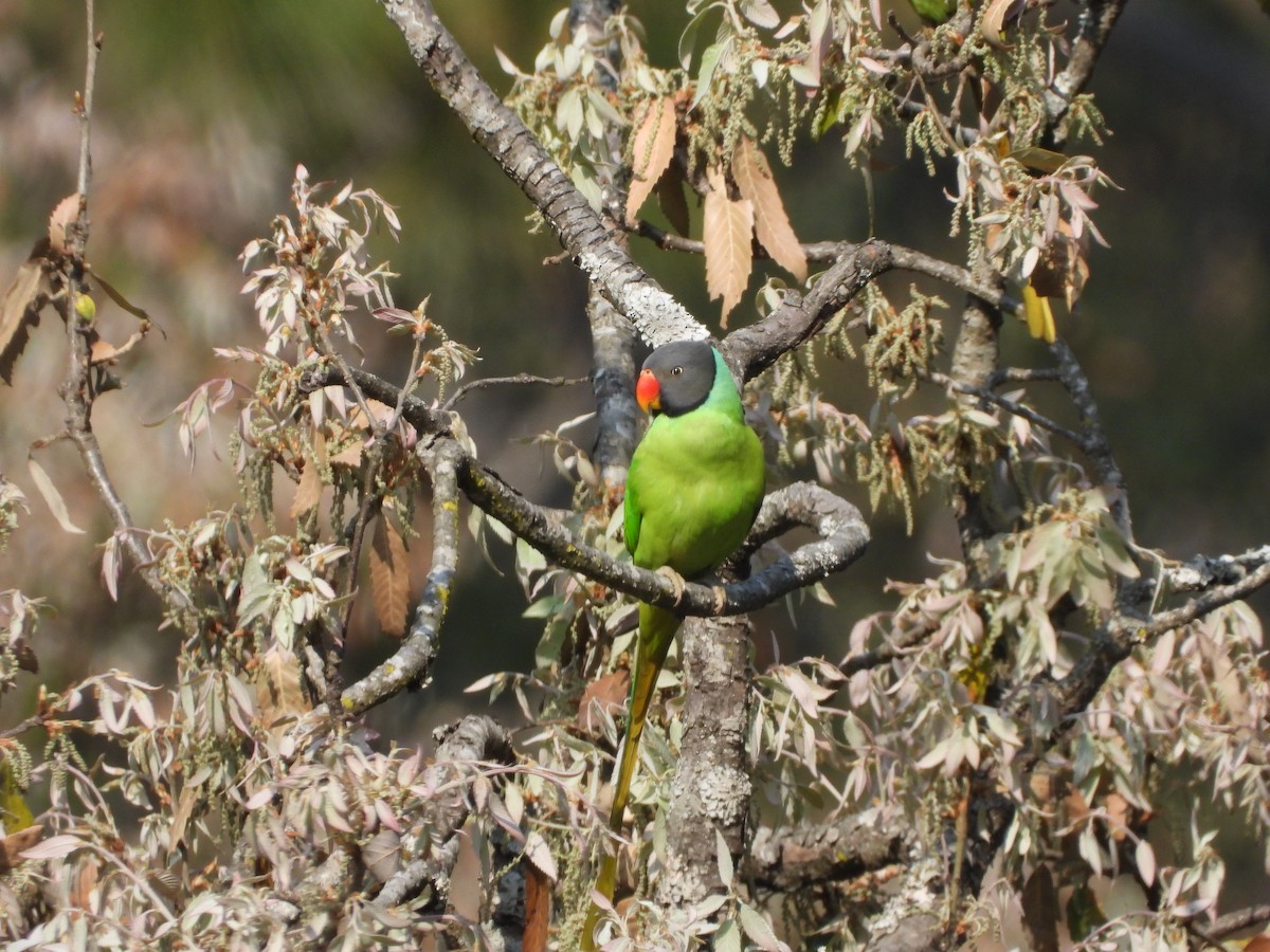 Himalaya Yeşil Papağanı - ML619351031