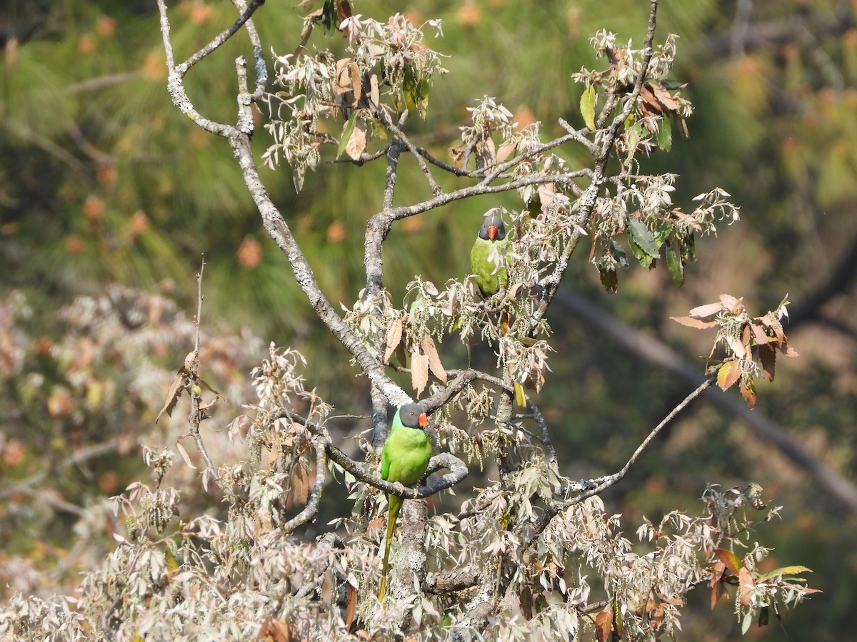 Himalaya Yeşil Papağanı - ML619351032