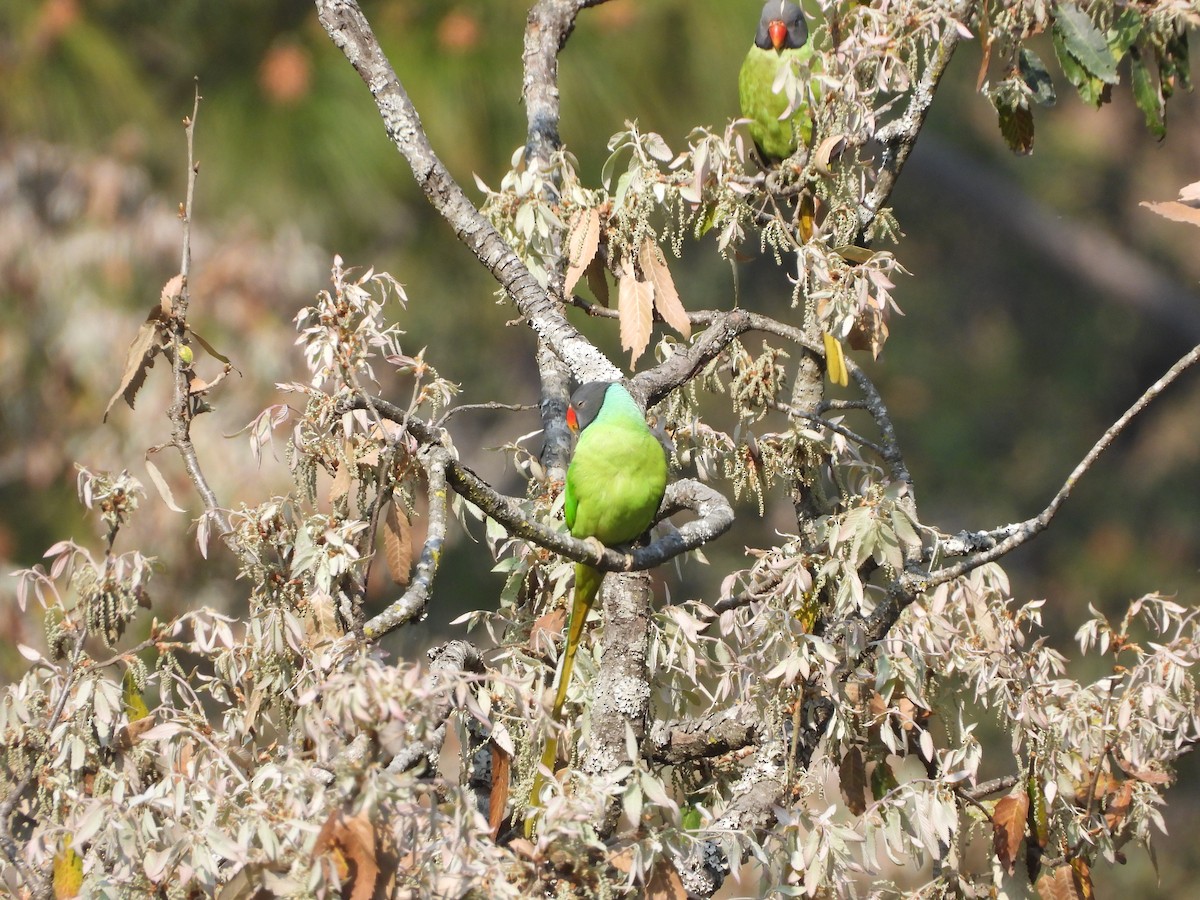Himalaya Yeşil Papağanı - ML619351035