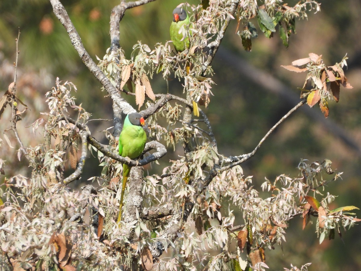 Himalaya Yeşil Papağanı - ML619351041