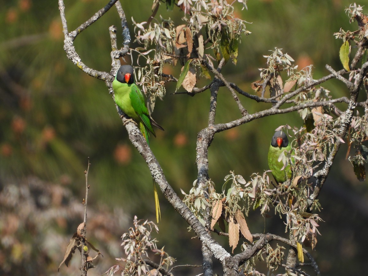 Himalaya Yeşil Papağanı - ML619351043