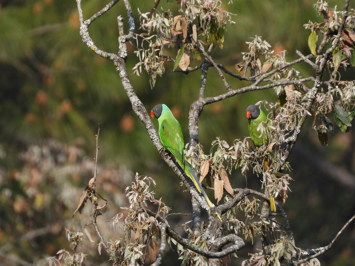 Himalaya Yeşil Papağanı - ML619351044