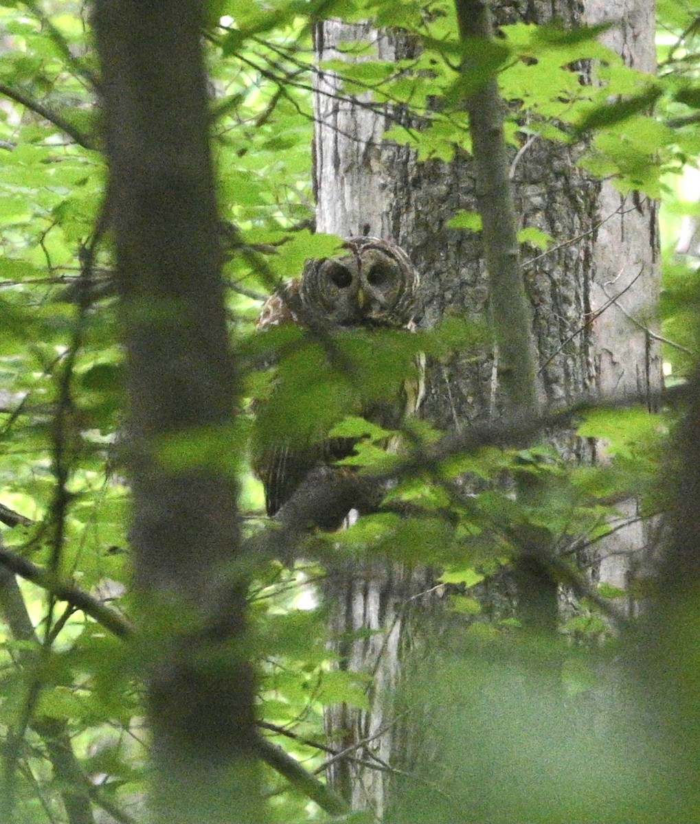 Barred Owl - ML619351060
