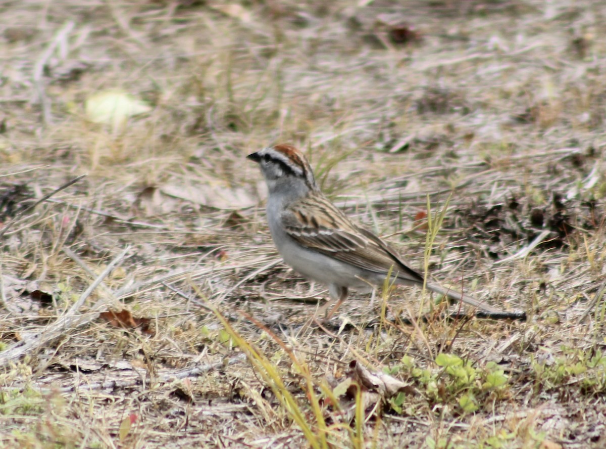 Chipping Sparrow - ML619351072