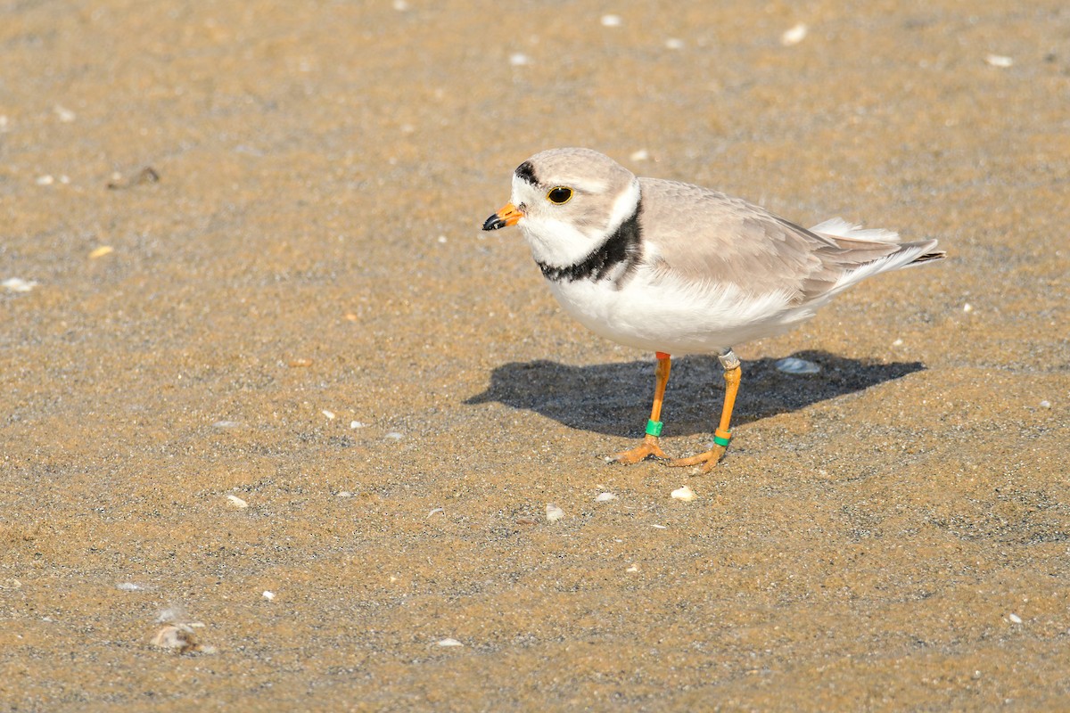Piping Plover - ML619351085
