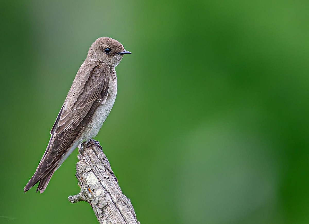 Northern Rough-winged Swallow - ML619351096