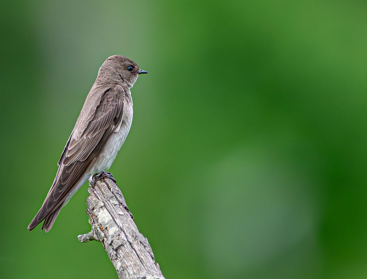 Northern Rough-winged Swallow - ML619351097