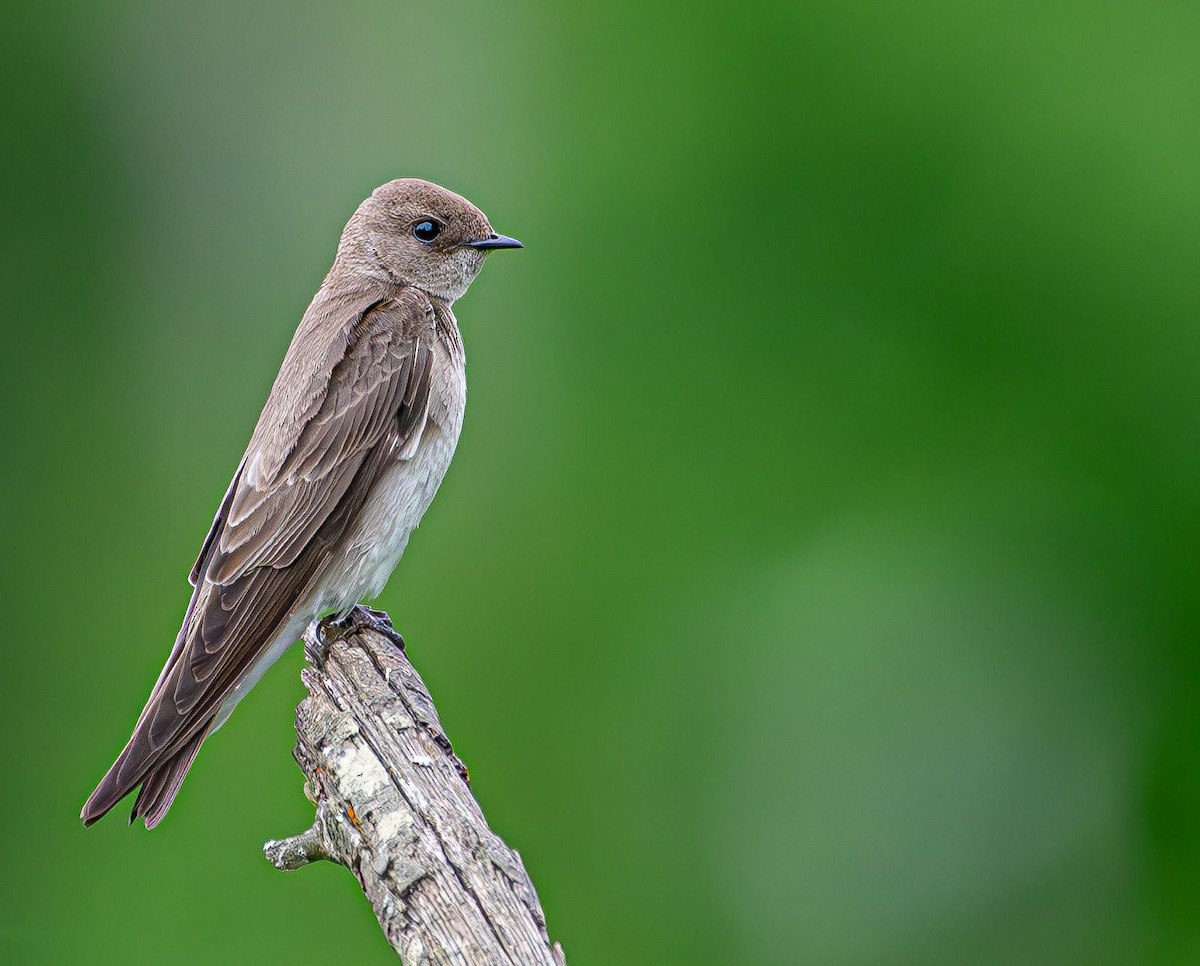 Northern Rough-winged Swallow - ML619351098