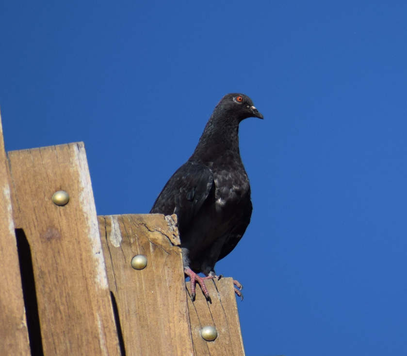 Rock Pigeon (Feral Pigeon) - ML619351227