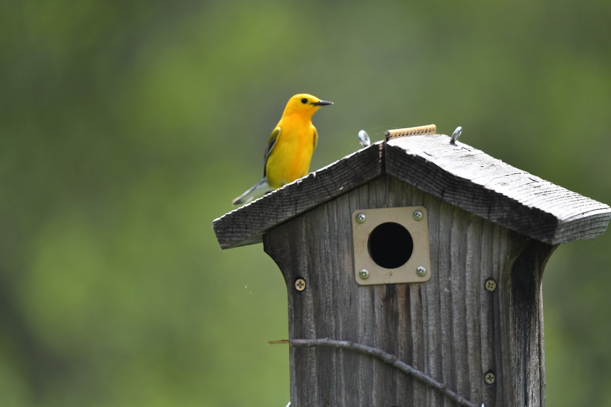 Prothonotary Warbler - ML619351307