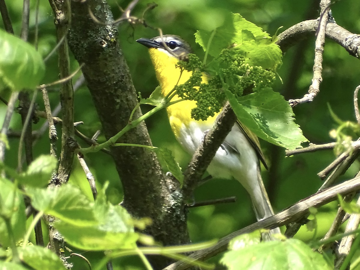 Yellow-breasted Chat - ML619351310