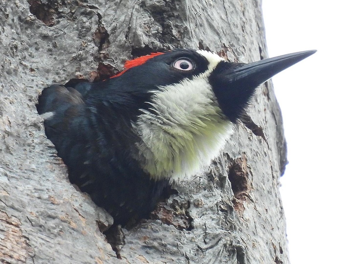 Acorn Woodpecker - ML619351378