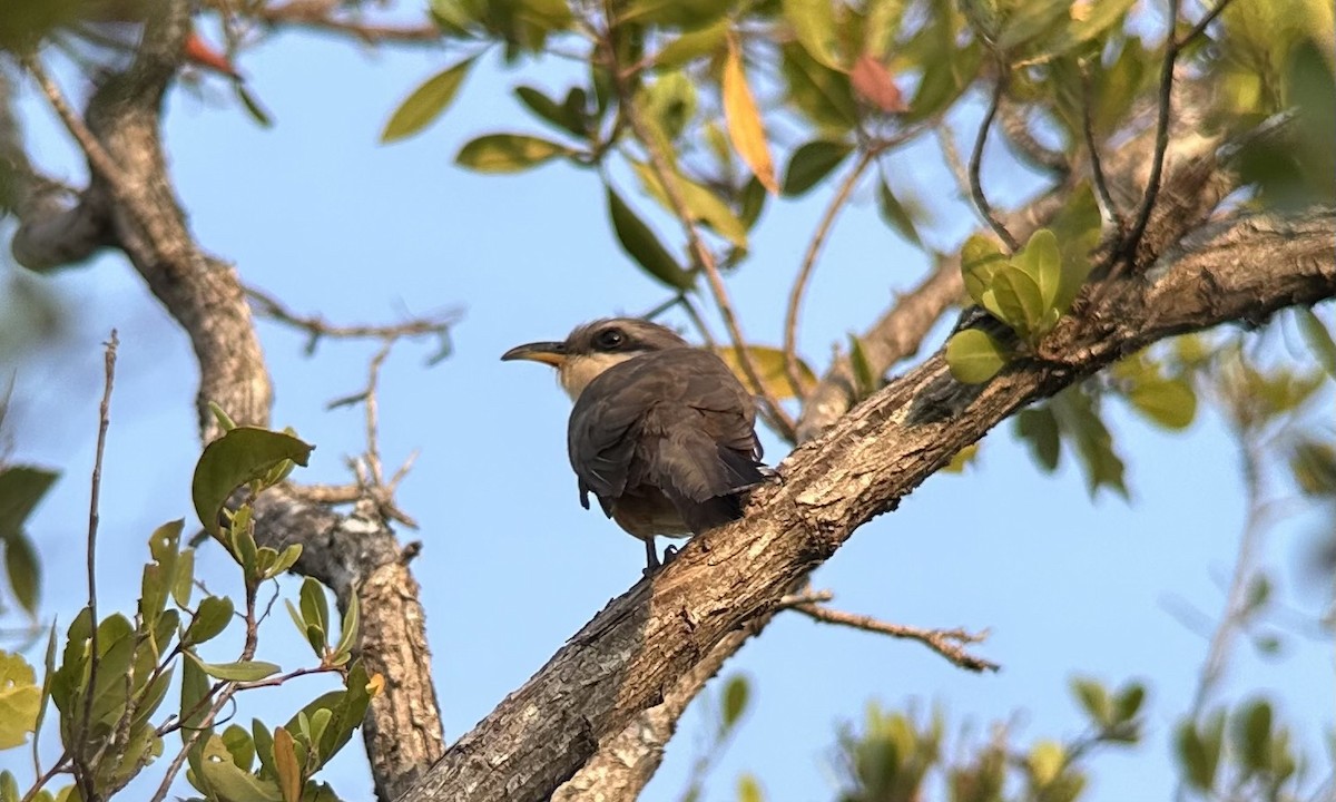 Mangrove Cuckoo - ML619351382