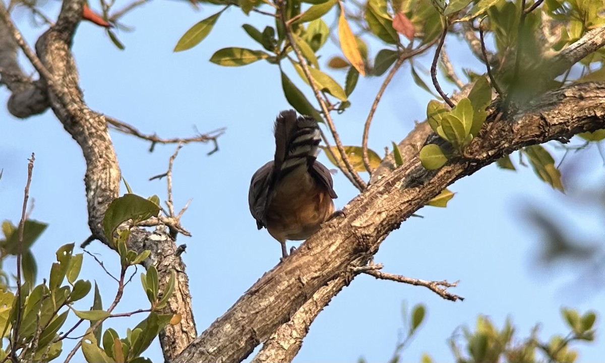 Mangrove Cuckoo - ML619351383