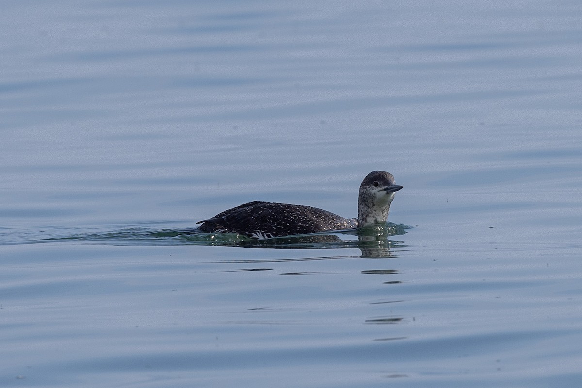 Red-throated Loon - ML619351395