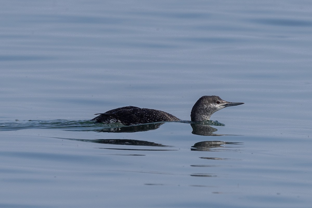 Red-throated Loon - ML619351396