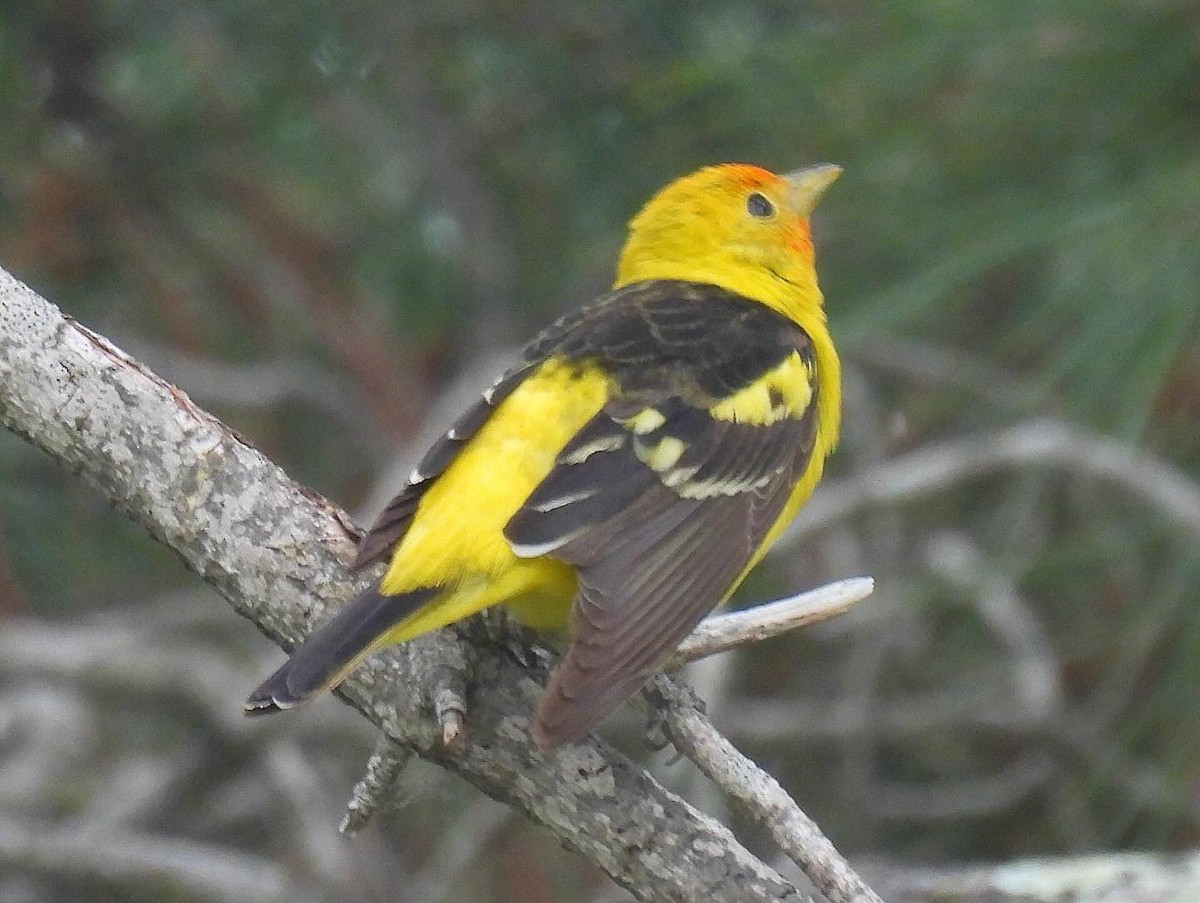 Western Tanager - ML619351411
