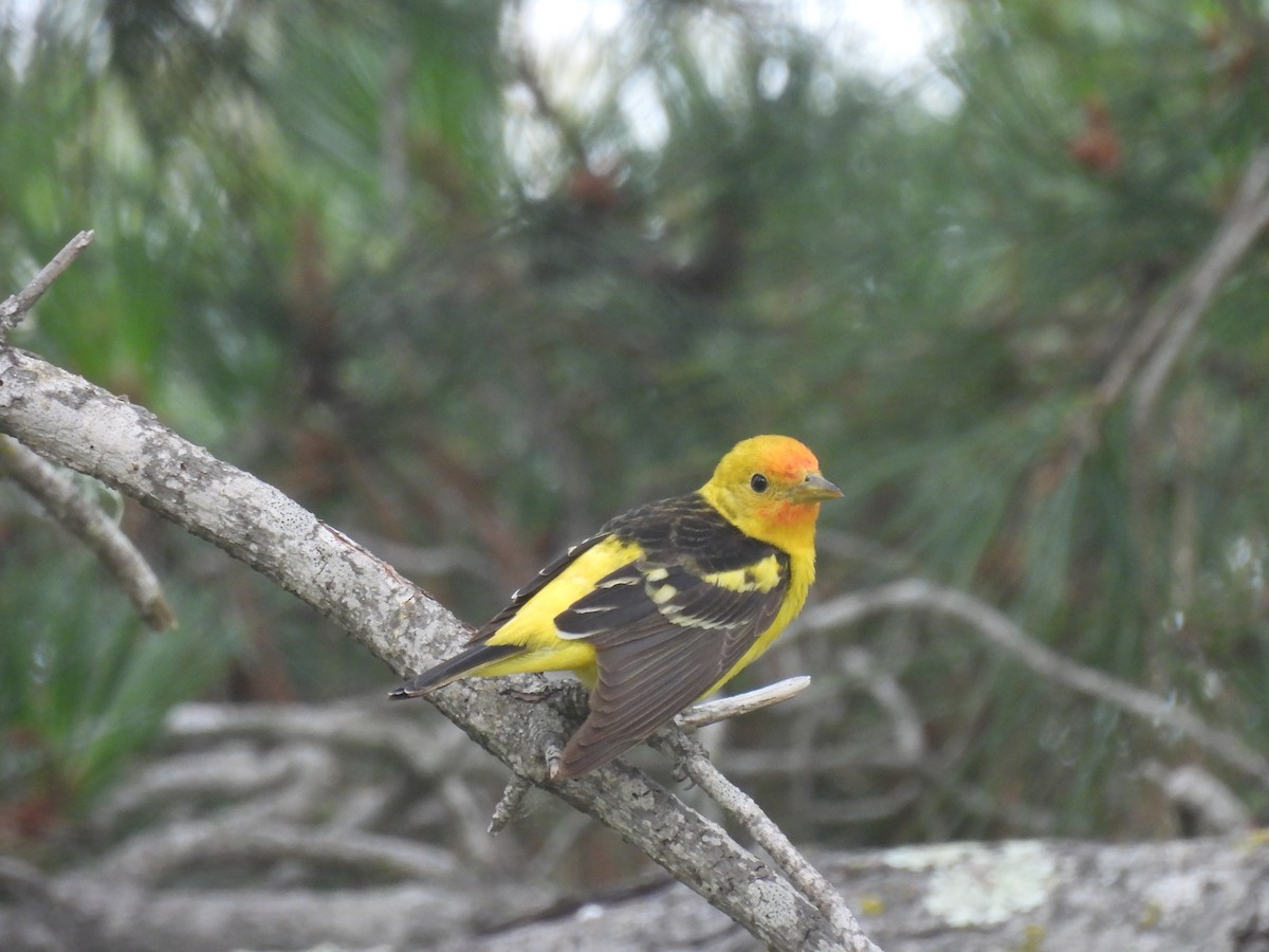 Western Tanager - ML619351412