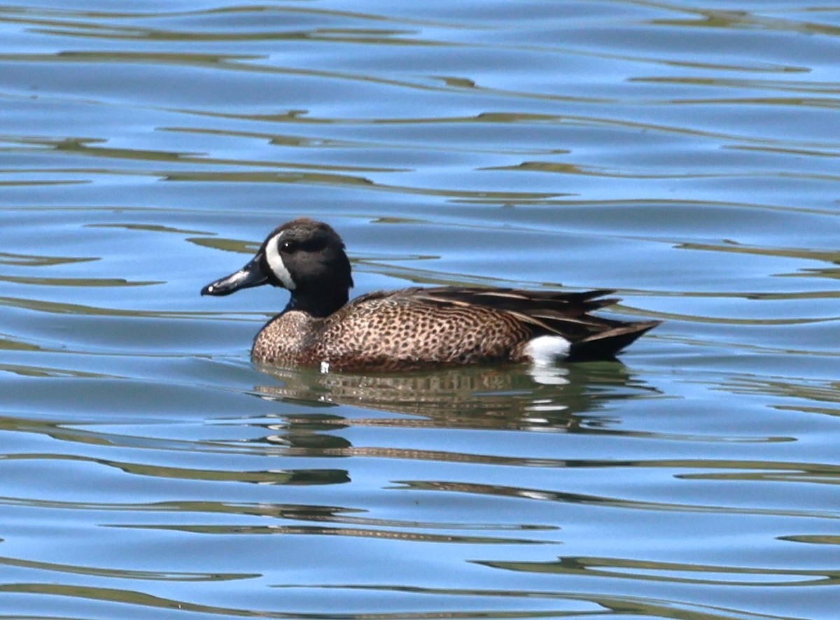 Blue-winged Teal - ML619351414