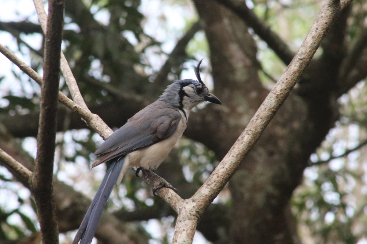 White-throated Magpie-Jay - ML619351518