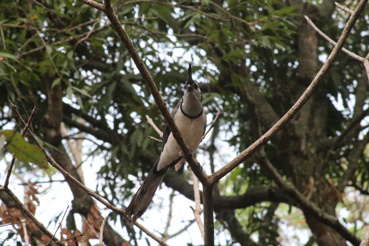 White-throated Magpie-Jay - ML619351519