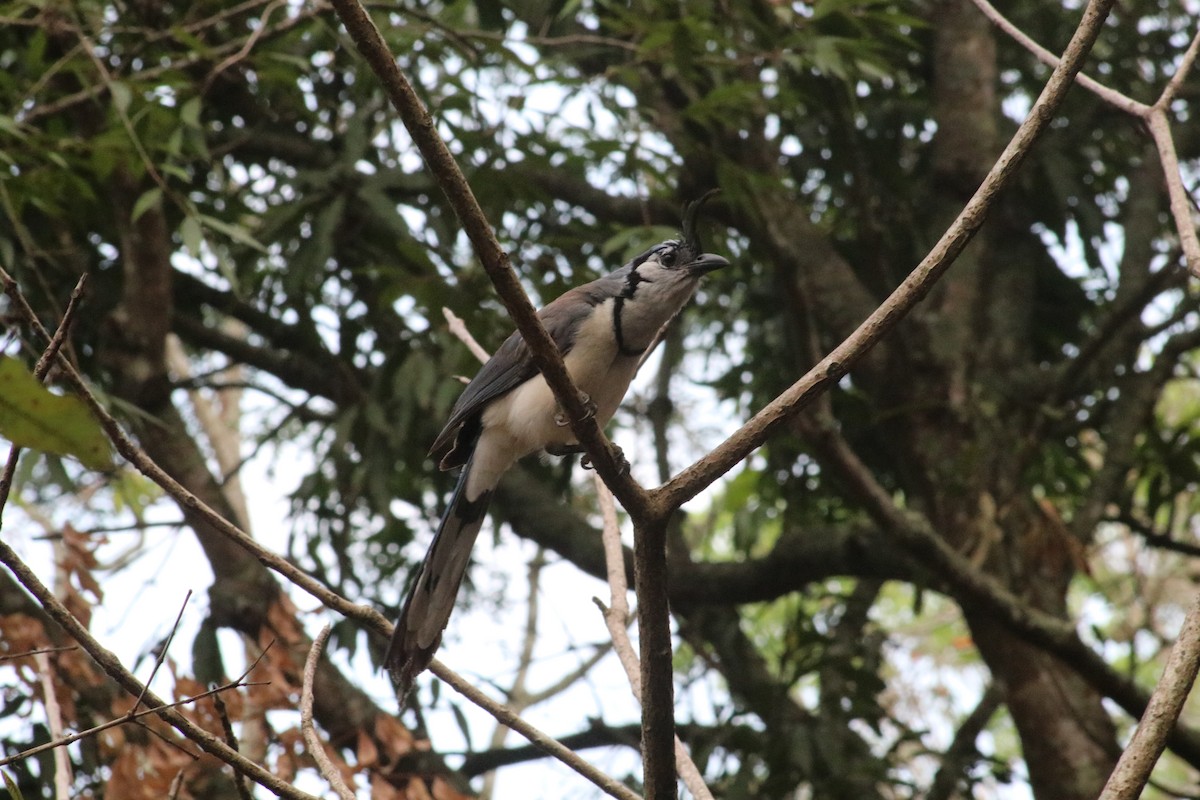 White-throated Magpie-Jay - ML619351521