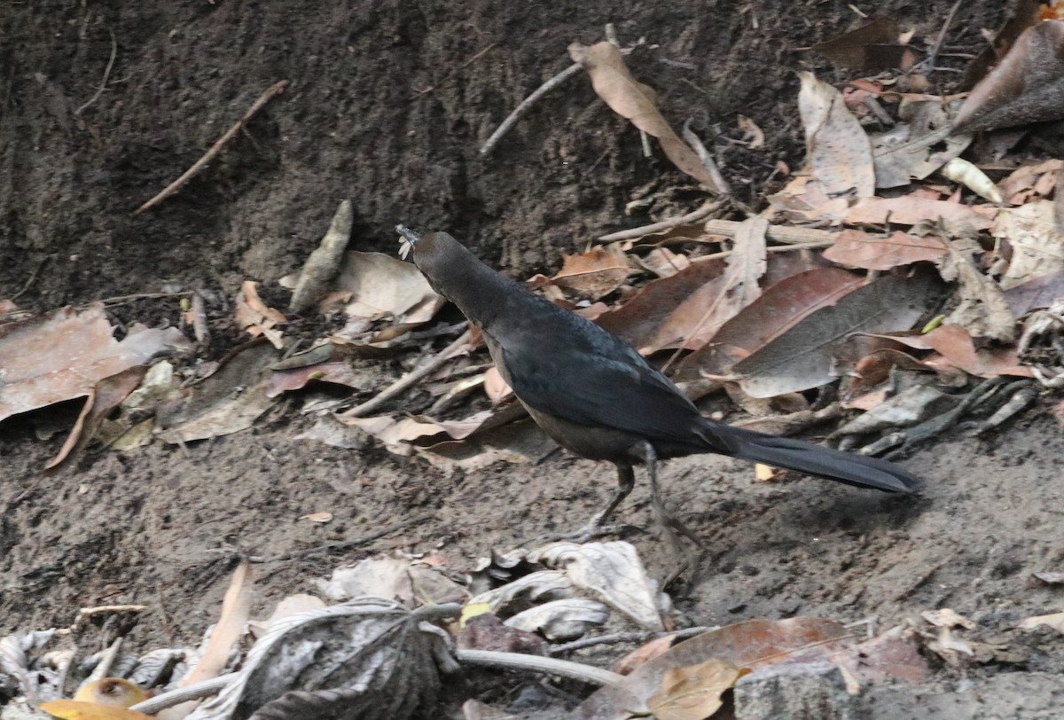 Great-tailed Grackle - ML619351533