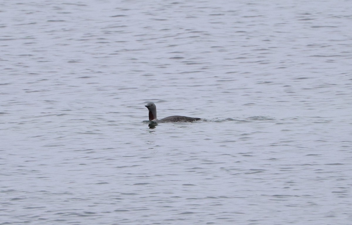 Red-throated Loon - ML619351548