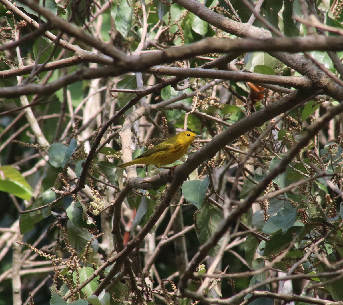 Yellow Warbler - ML619351550