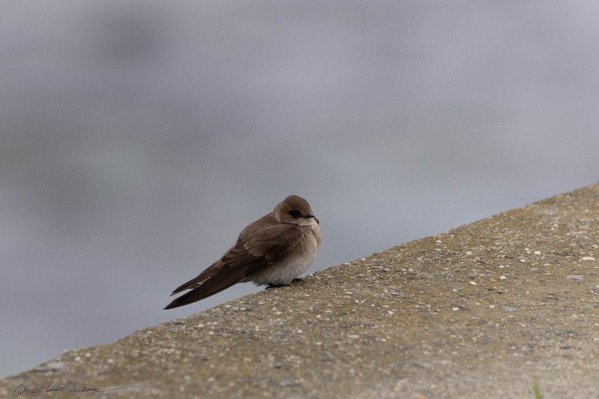 Northern Rough-winged Swallow - ML619351553