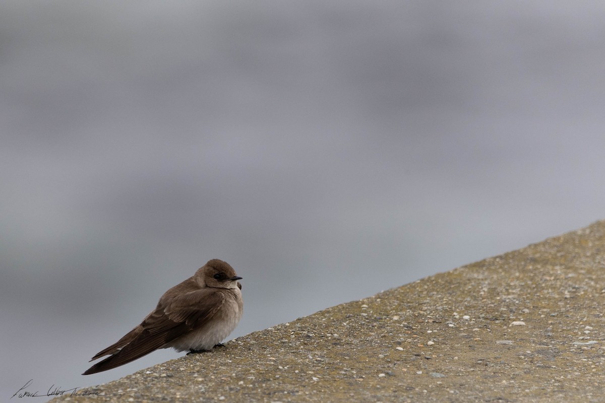 Northern Rough-winged Swallow - ML619351554