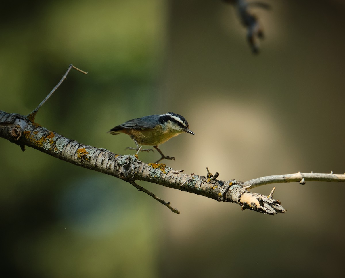 Red-breasted Nuthatch - ML619351558
