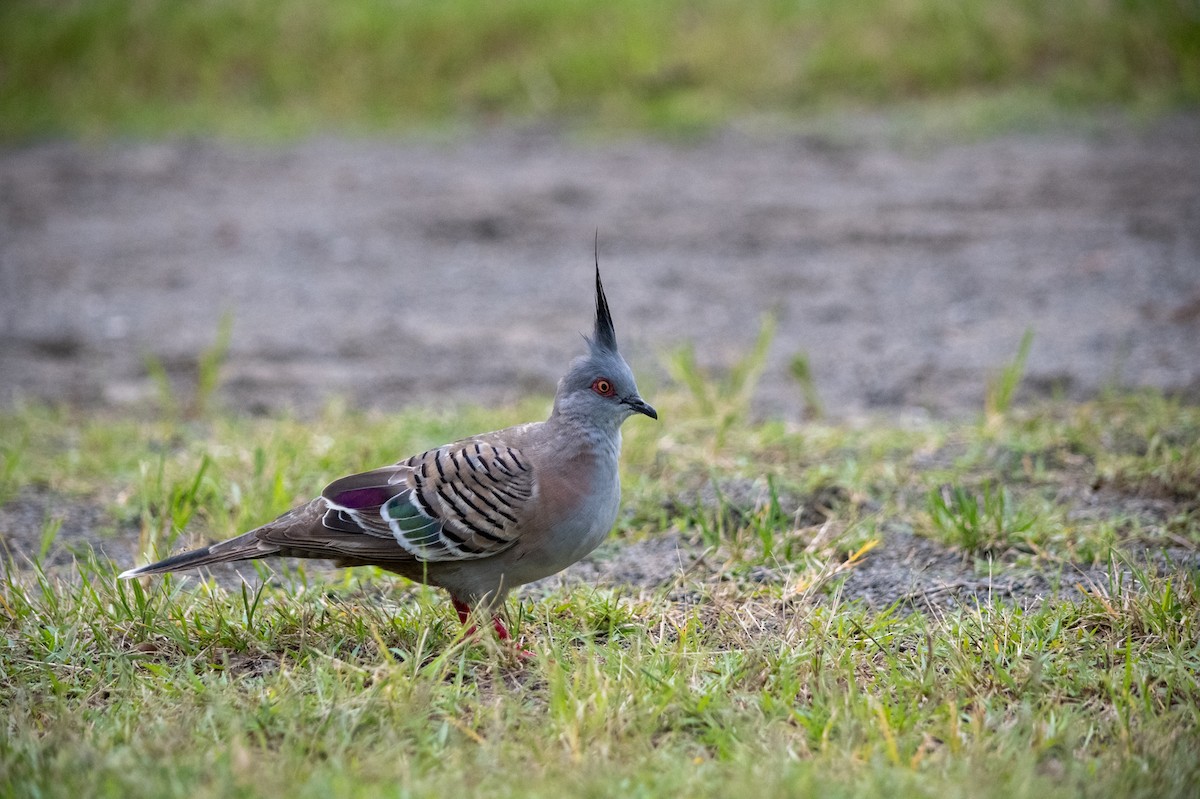 Crested Pigeon - ML619351559