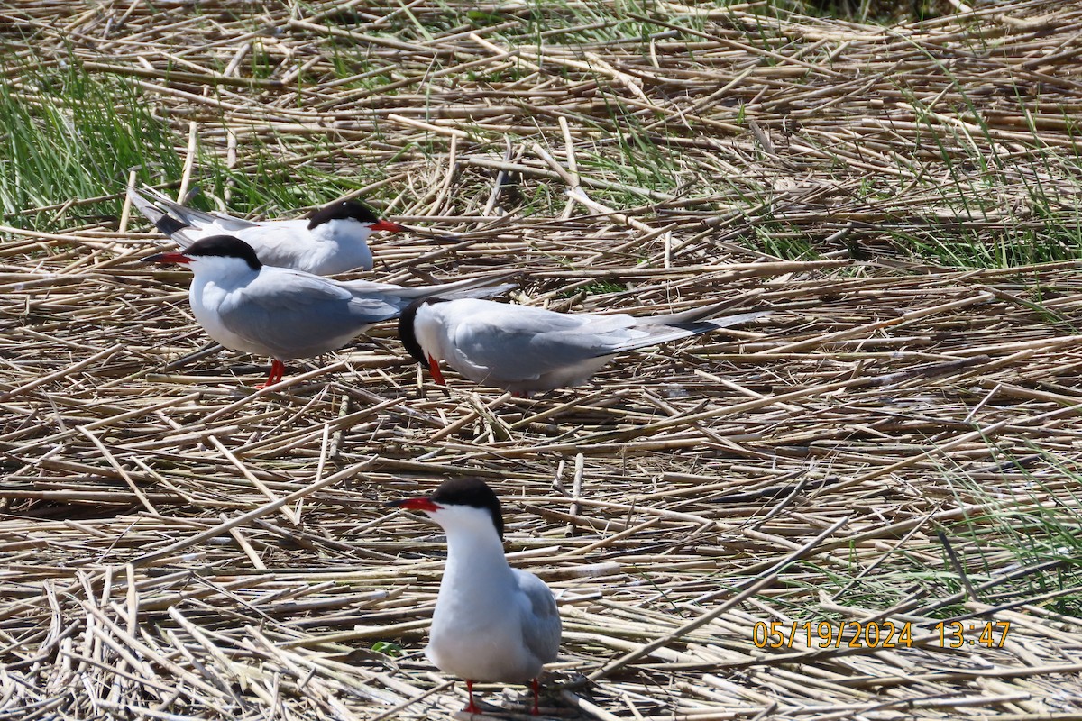 Common Tern - ML619351583