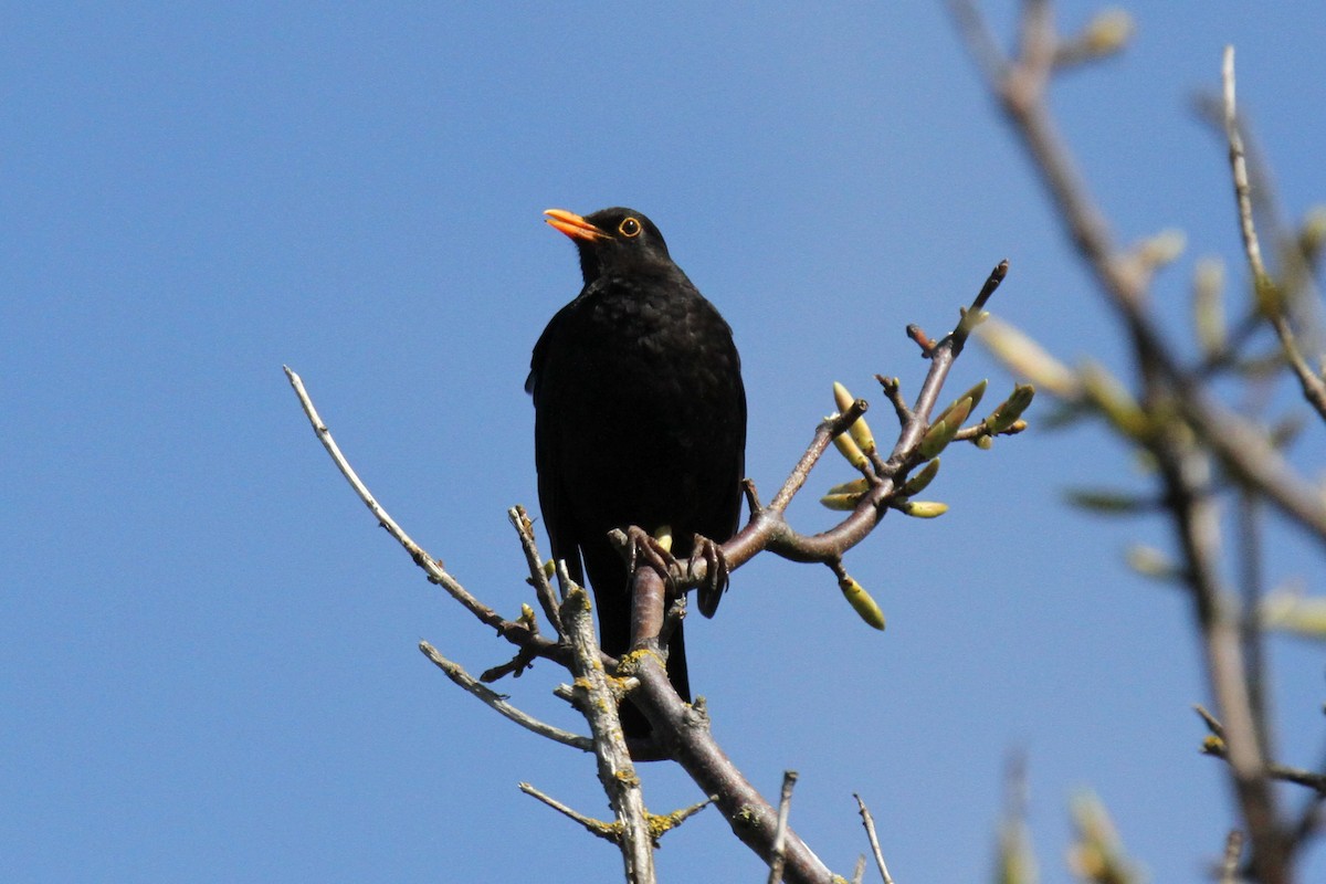 Eurasian Blackbird - ML619351593