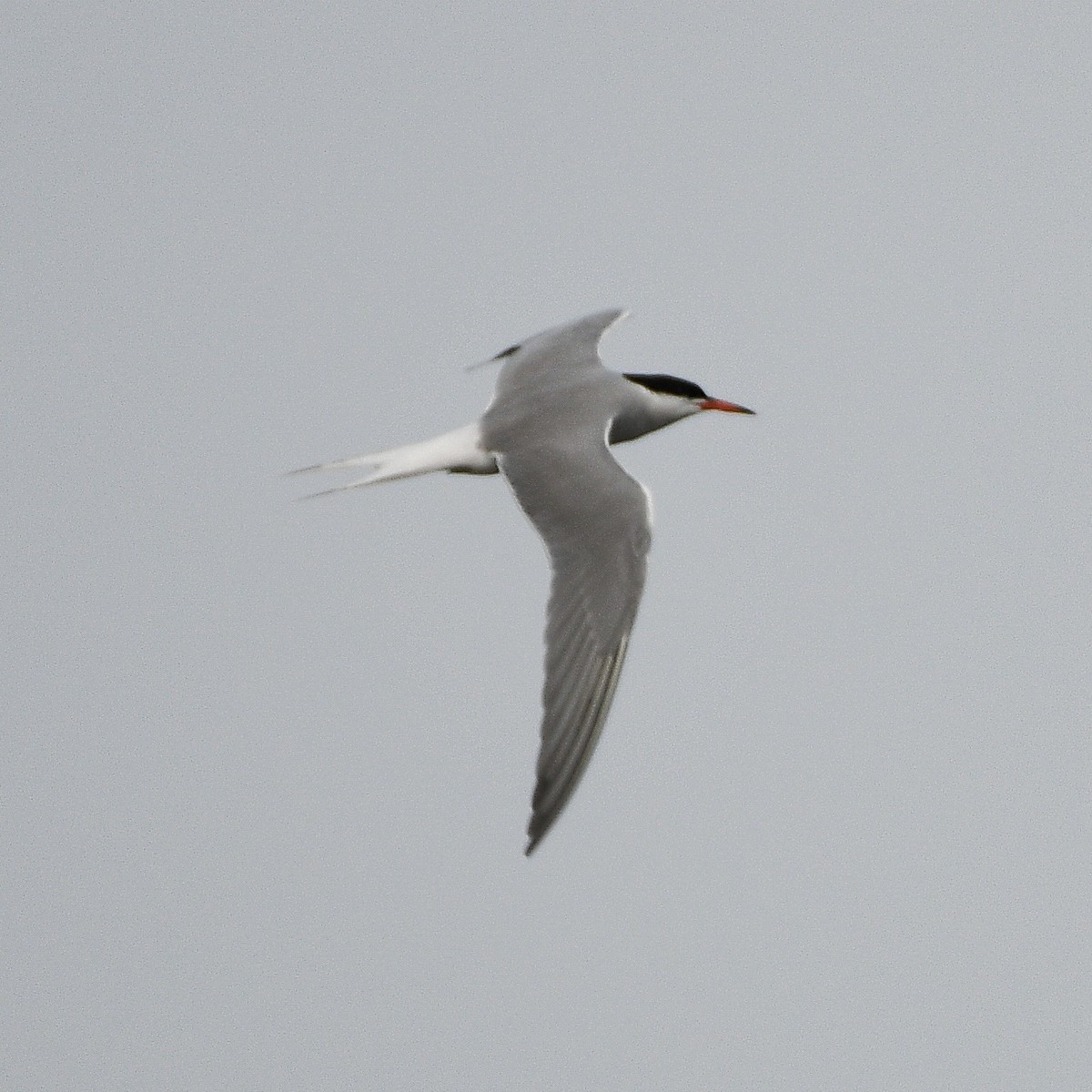 Common Tern - ML619351600