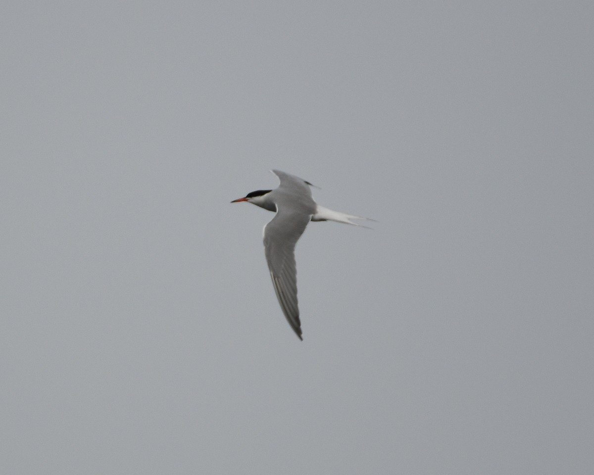 Common Tern - ML619351602